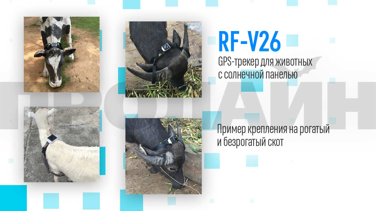 Ремень крепления для безрогих животных RF-V26-2 Strap
